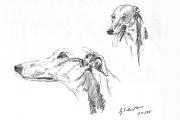 1994 - Greyhound-Rüde  