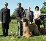 Jahressieger 2008, Best of Breed und Best in Show   Cara Cajoum el Shariat Züchter und Eigentümer: Ammerlan/Ron Moerkerken